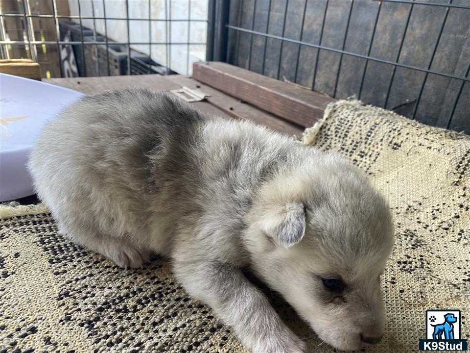 a white furry animal lying on a rug in a cage