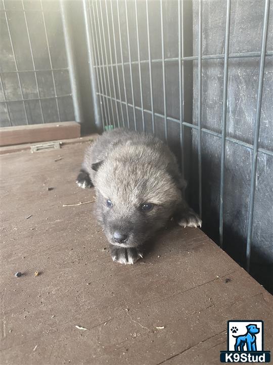 a hedgehog in a cage