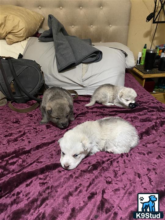 a group of wolf dog dogs lying on a bed