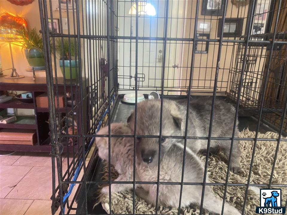 a couple of wolf dog dogs in a cage