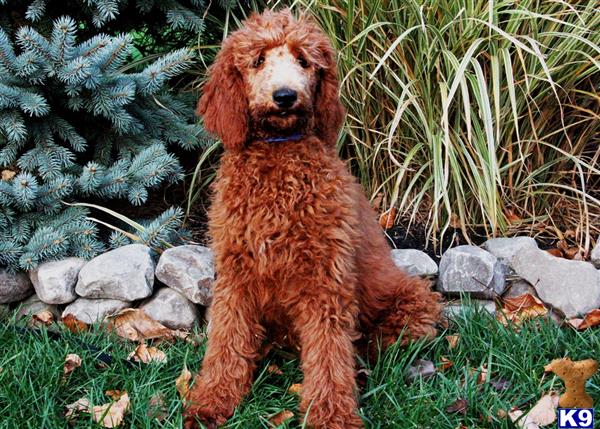 a poodle dog sitting in the grass