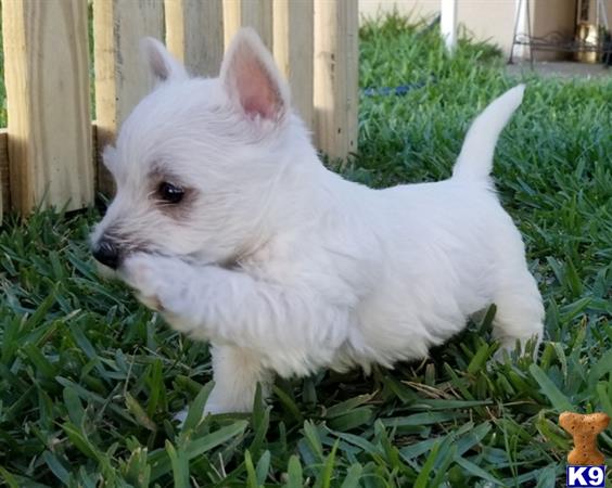 a white west highland white terrier dog in the grass