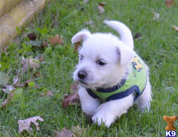 a white west highland white terrier puppy with a green collar