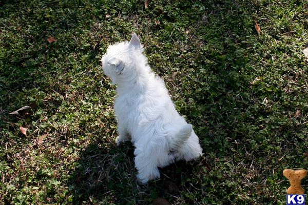 a white west highland white terrier dog in the grass