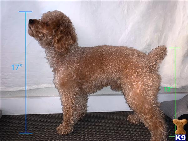 a poodle dog sitting on a bench