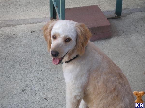 a golden retriever dog sitting on the ground