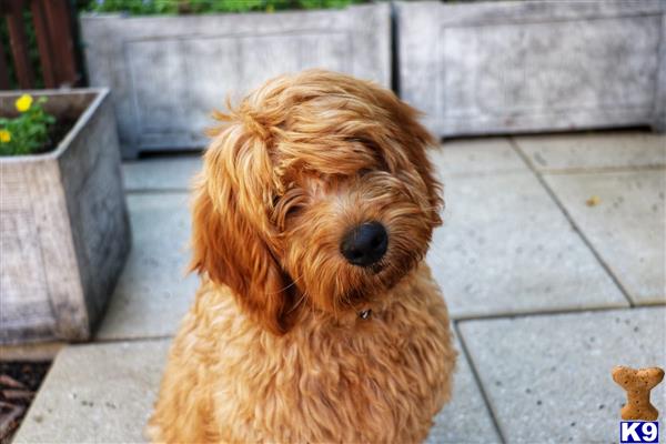 a goldendoodles dog sitting on a patio