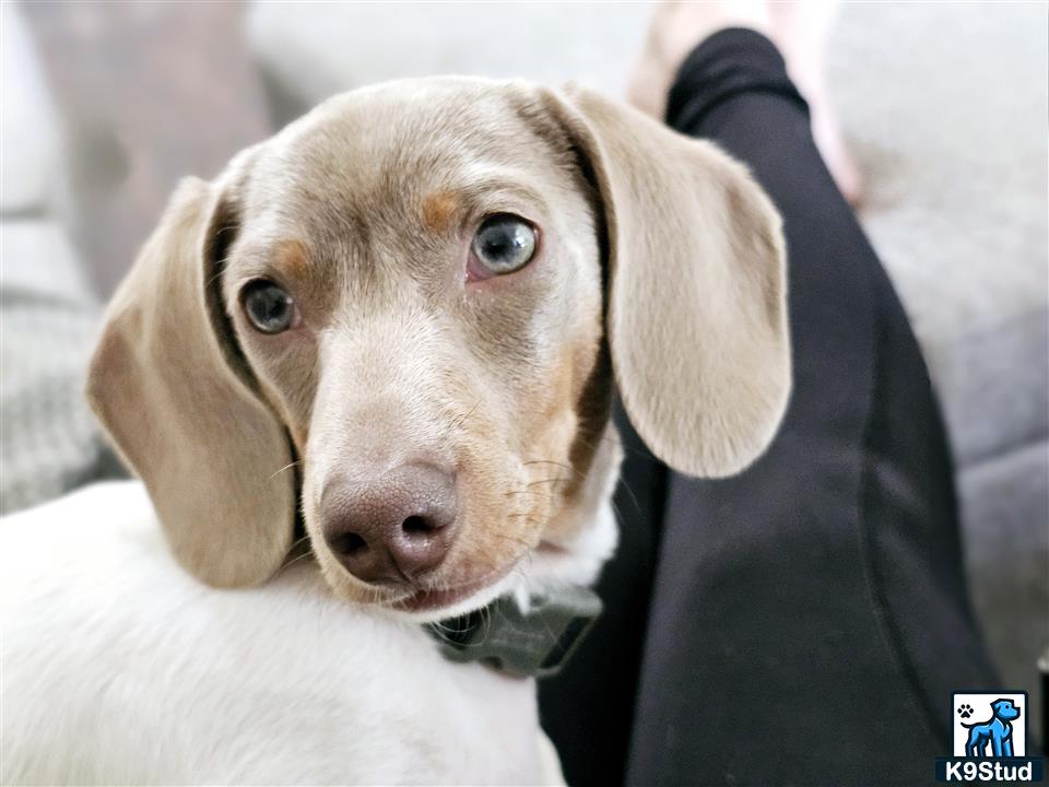 a dachshund dog with a persons head