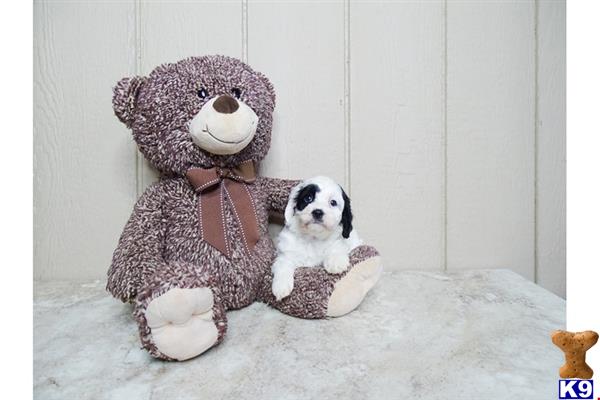 a cavalier king charles spaniel dog and a teddy bear