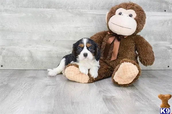 a cavalier king charles spaniel dog sitting next to a stuffed animal
