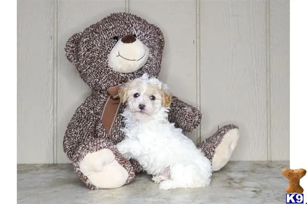 a poodle dog sitting next to a stuffed animal