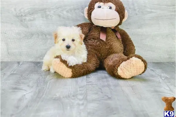 a poodle dog and a stuffed animal