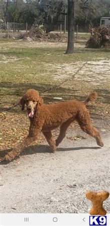 a poodle dog running on a dirt road