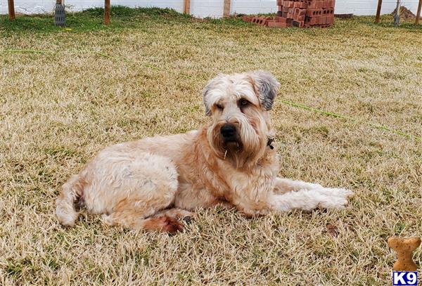 a soft coated wheaten terrier dog lying on the grass