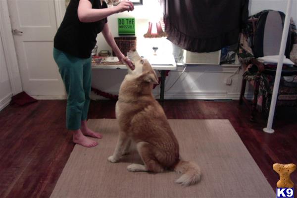 a siberian husky dog playing with a person