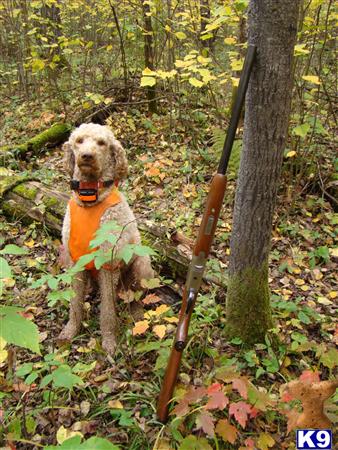 a poodle dog wearing a vest and standing in a forest