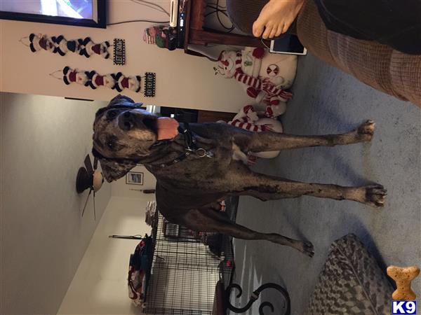 a great dane dog wearing a hat