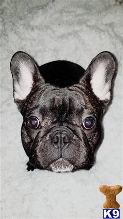 a small black french bulldog dog