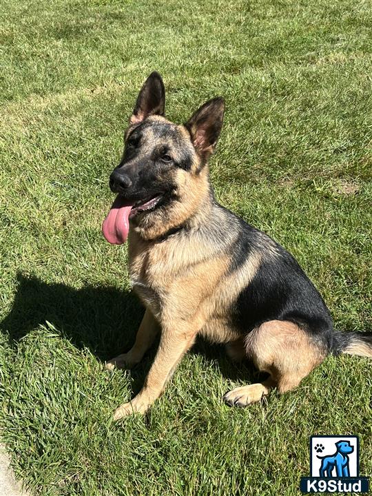 a german shepherd dog sitting on grass