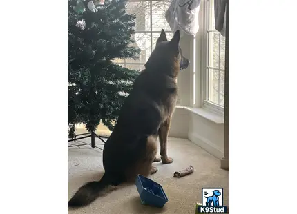 a german shepherd dog sitting on the floor