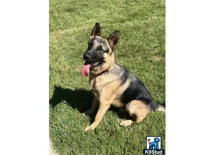 a german shepherd dog sitting on grass