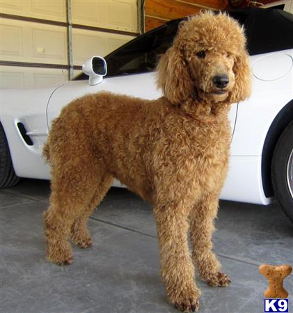 a poodle dog wearing a hat