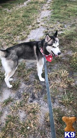 a siberian husky dog on a leash