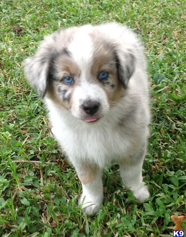 Miniature Australian Shepherd