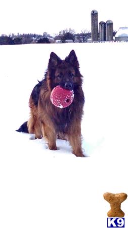 a german shepherd dog with a ball in its mouth in the snow