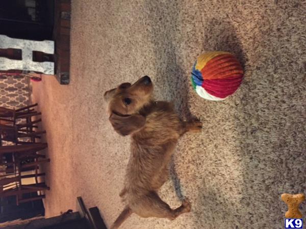 a dachshund dog with a rainbow ball