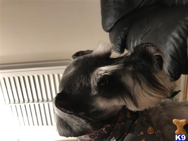 a miniature schnauzer dog looking up