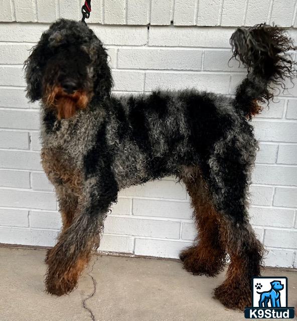 a poodle dog standing on its hind legs