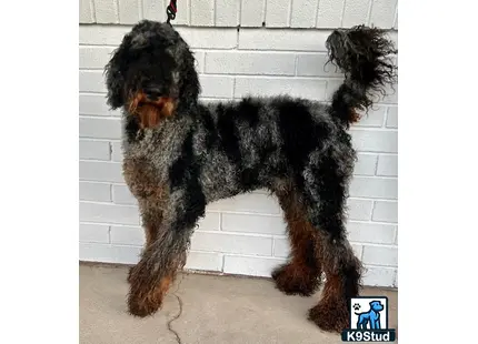 a poodle dog standing on its hind legs