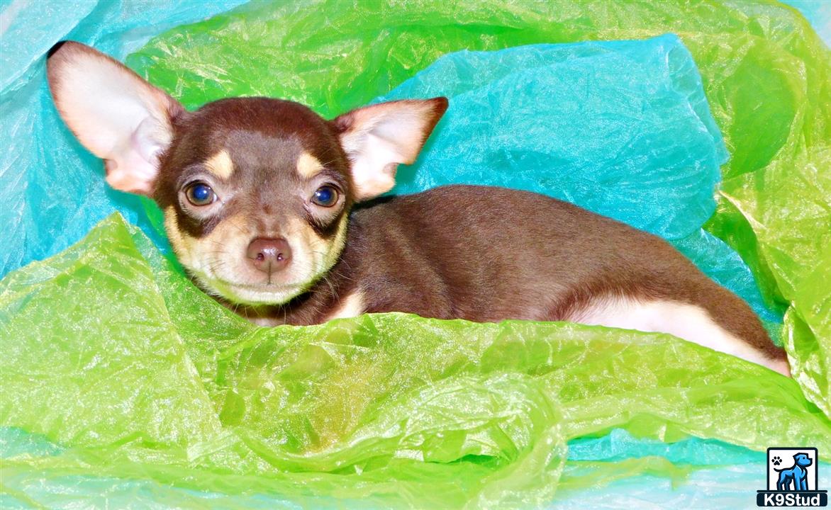 a chihuahua dog in a green tube