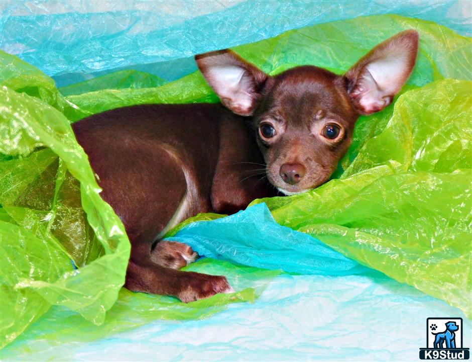 a chihuahua dog lying on a bed