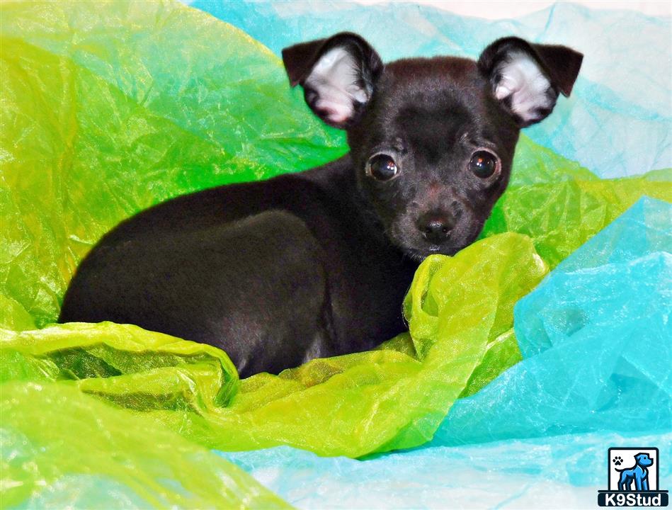 a small black chihuahua dog