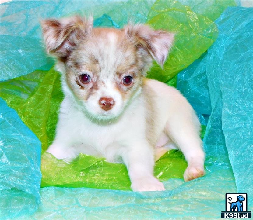 a small chihuahua puppy in a green blanket