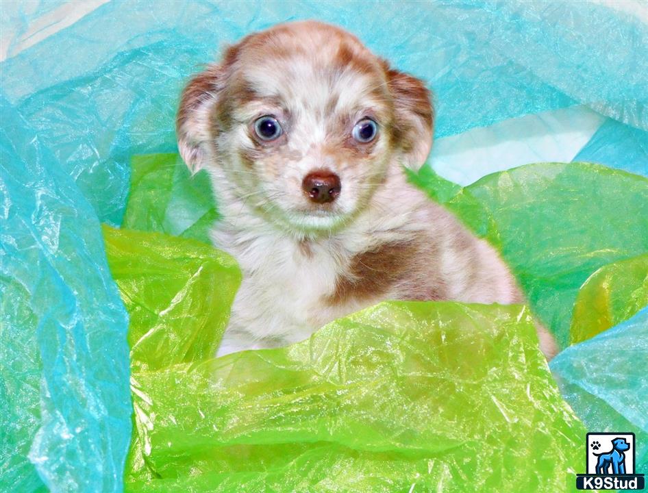 a chihuahua dog in a pool