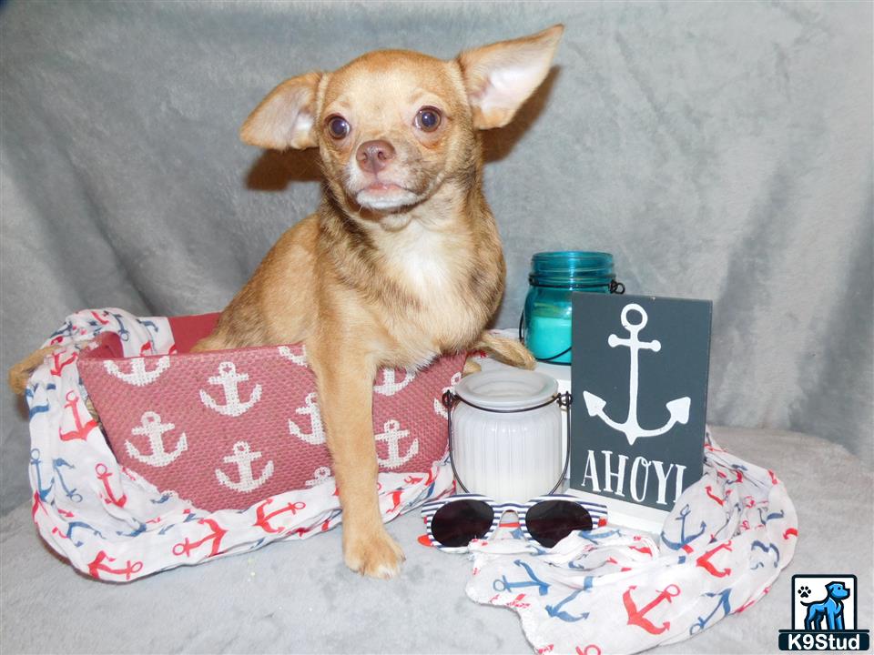 a chihuahua dog sitting on a couch