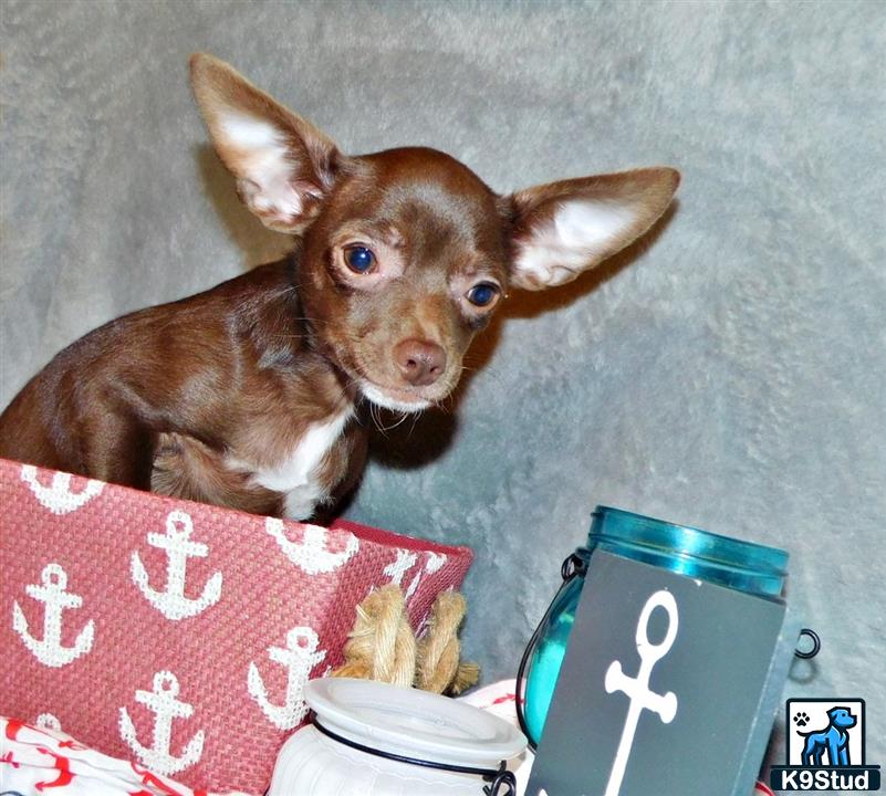 a chihuahua dog sitting next to a laptop