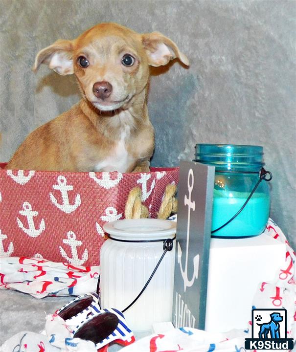 a chihuahua dog sitting on a couch