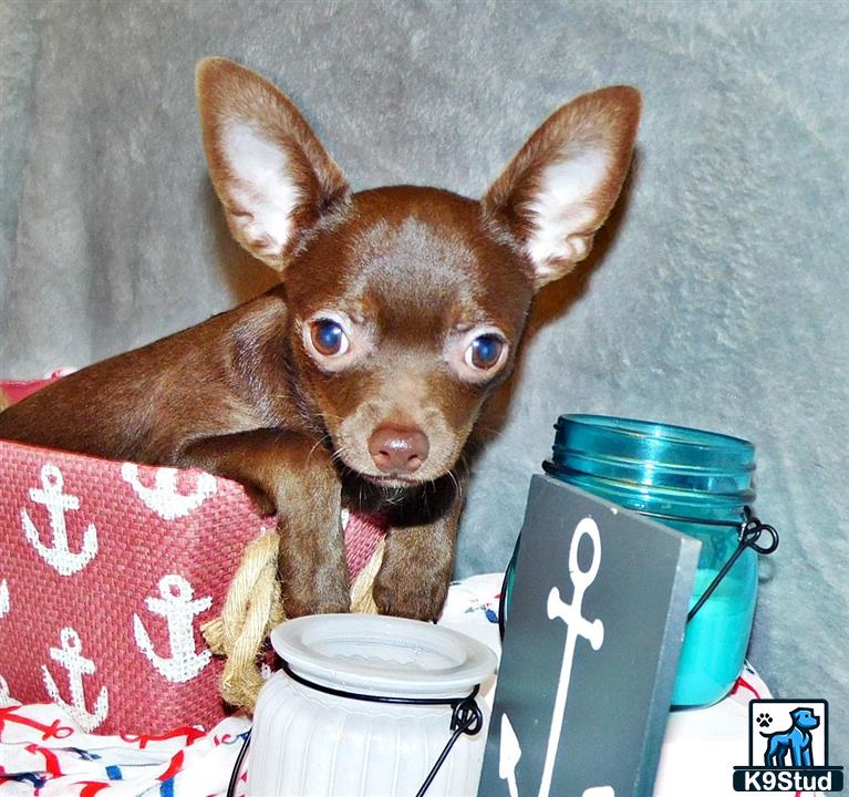 a chihuahua dog with blue eyes