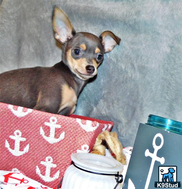 a chihuahua dog sitting on a couch