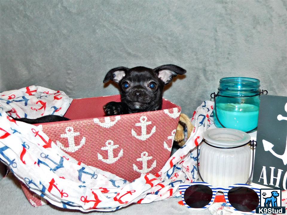 a small chihuahua dog sitting on a bed