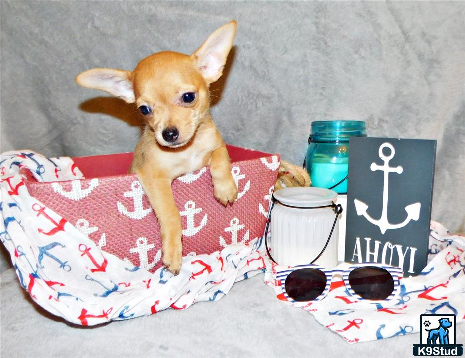 a chihuahua dog sitting on a bed