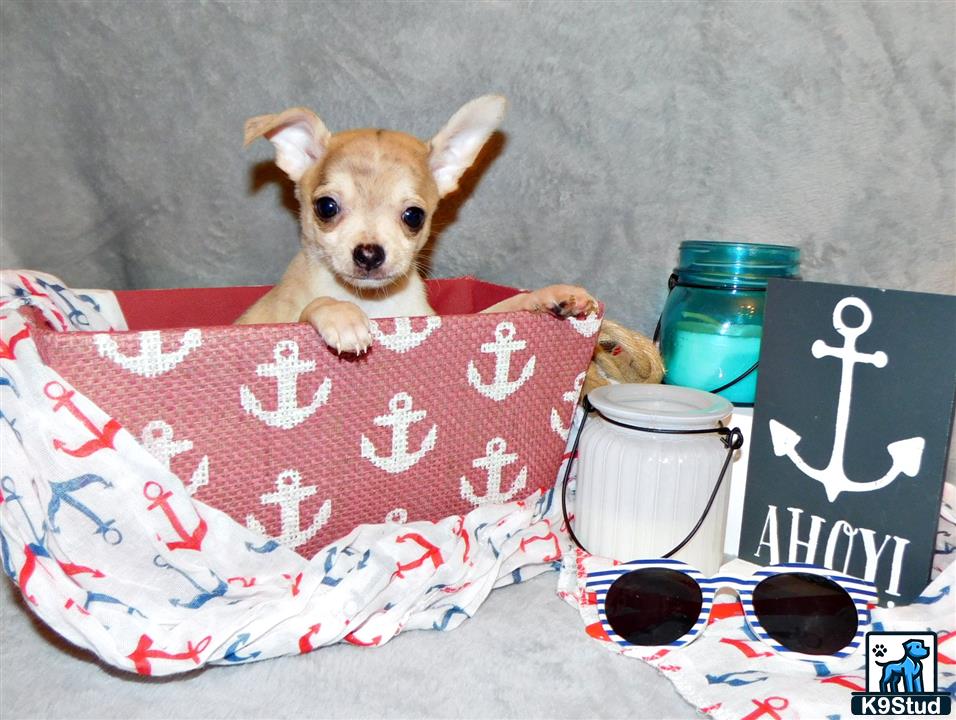 a chihuahua dog sitting on a couch