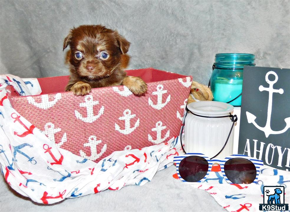 a small chihuahua dog sitting on a blanket