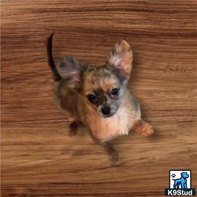 a small chihuahua dog on a wood floor