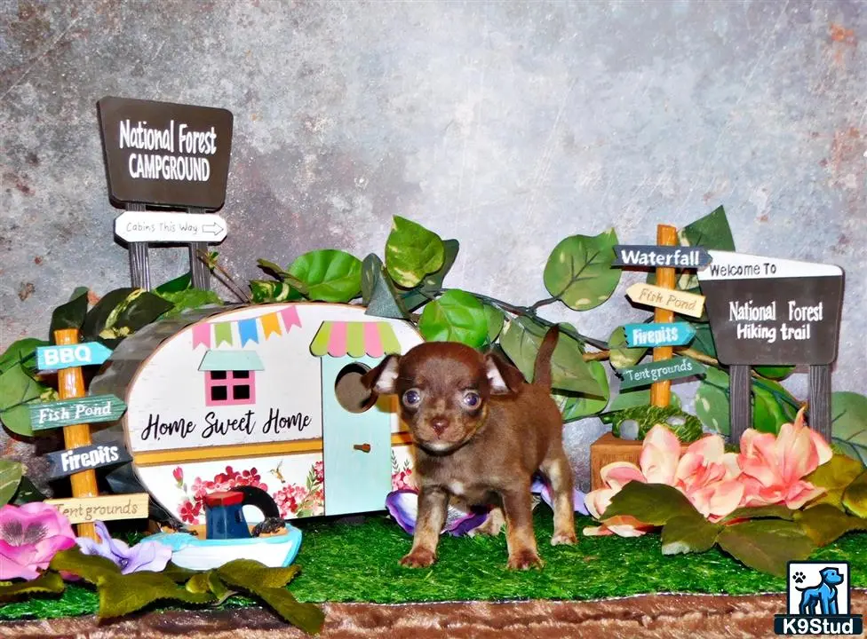 a chihuahua dog standing in front of a sign with a chihuahua dog on it