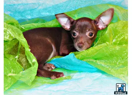 a chihuahua dog lying on a bed